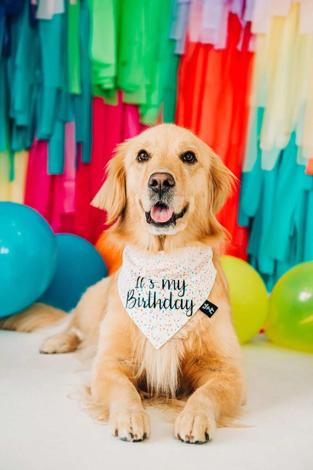 Tails Up, Pup - Birthday Dog Bandana