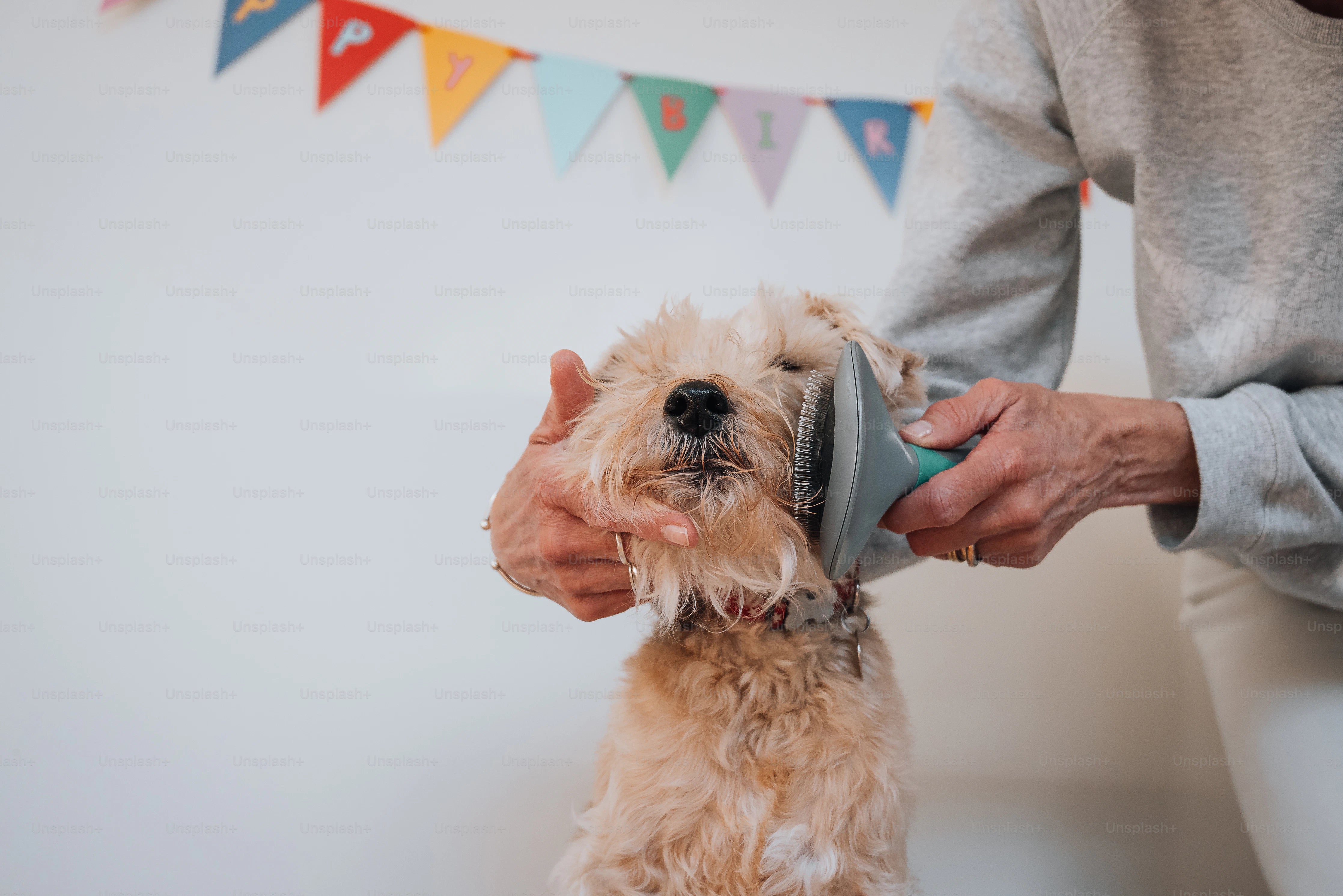 Matting in Dogs: Causes, Treatment, and Prevention – The Modern Canine ...