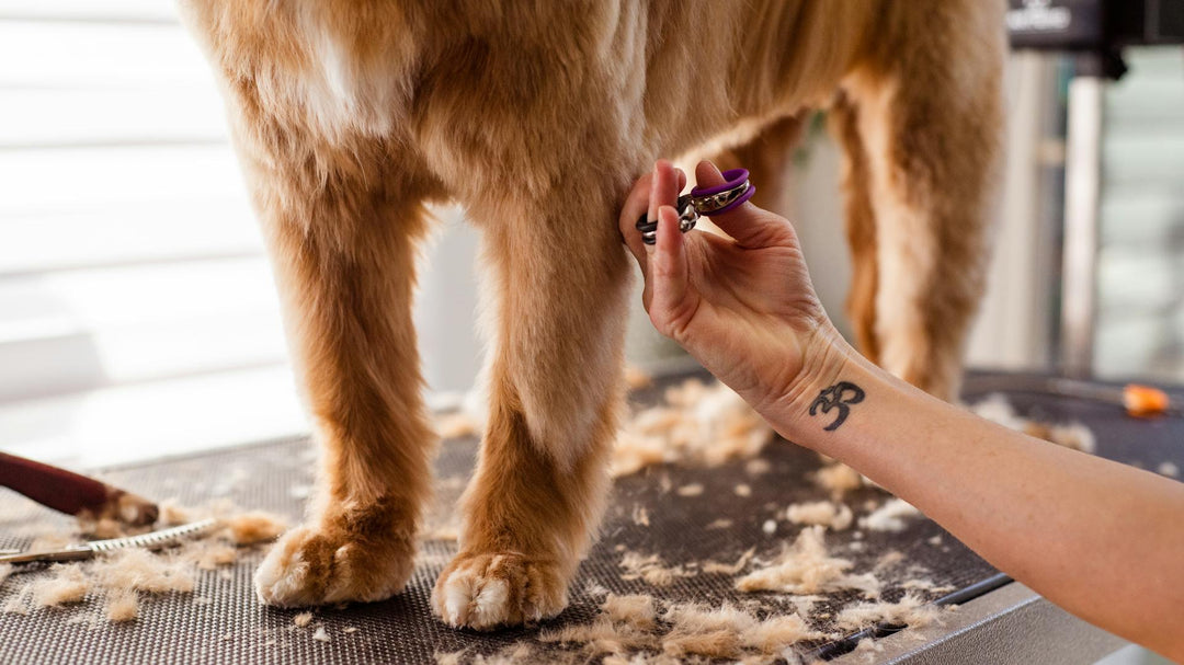 Congrats on Your New Puppy - Grooming Edition