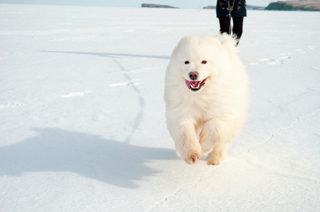 Winter Dog Grooming Tips