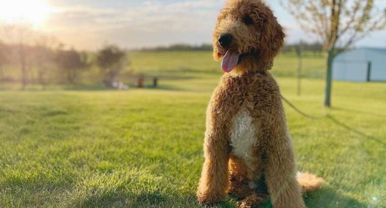 Goldendoodle Grooming Hillsborough NJ