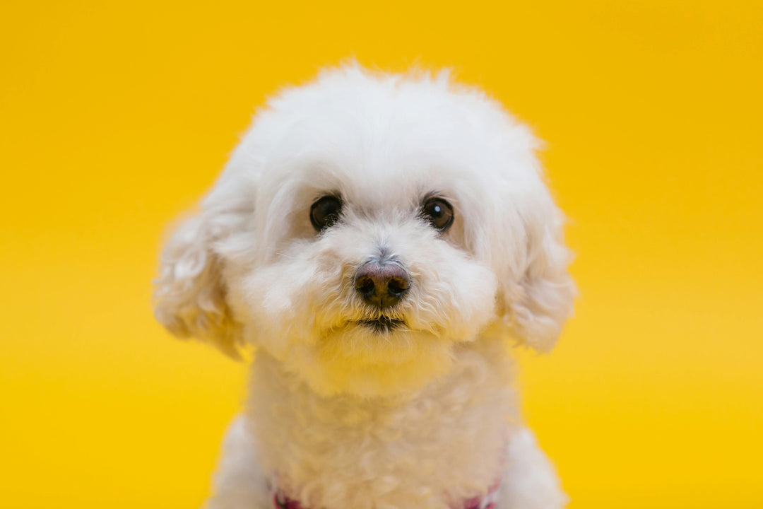 What Is a Puppy Cut? The Ultimate Guide for Dog Owners
