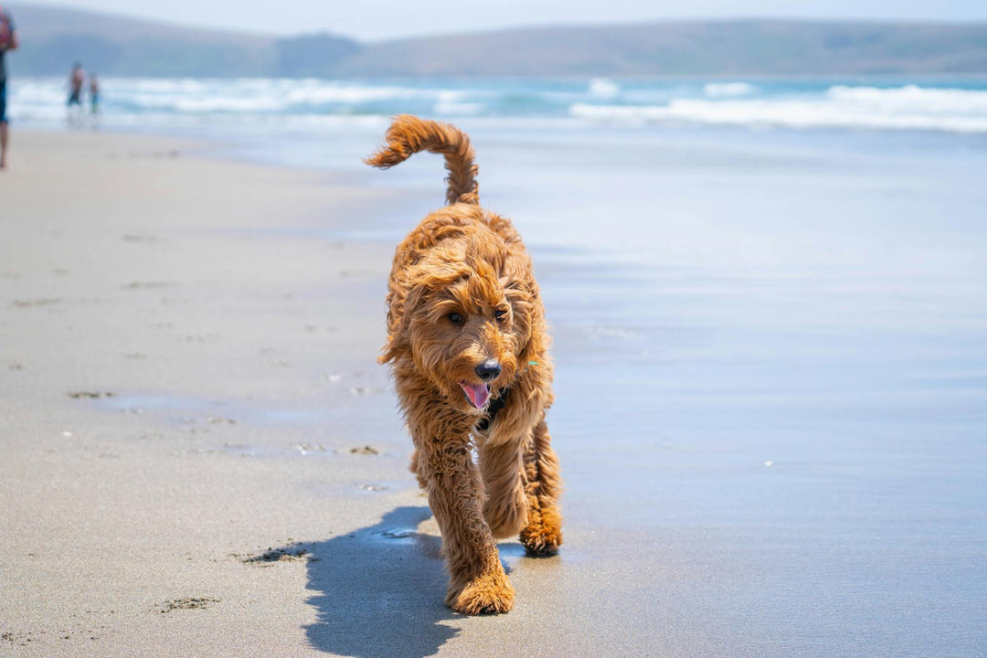 How Hot is Too Hot for Dogs? Keep Your Pet Safe This Summer in Montgomery & Hillsborough NJ