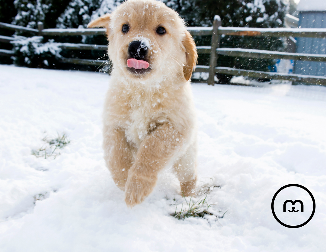 Essential Winter Dog Safety Tips