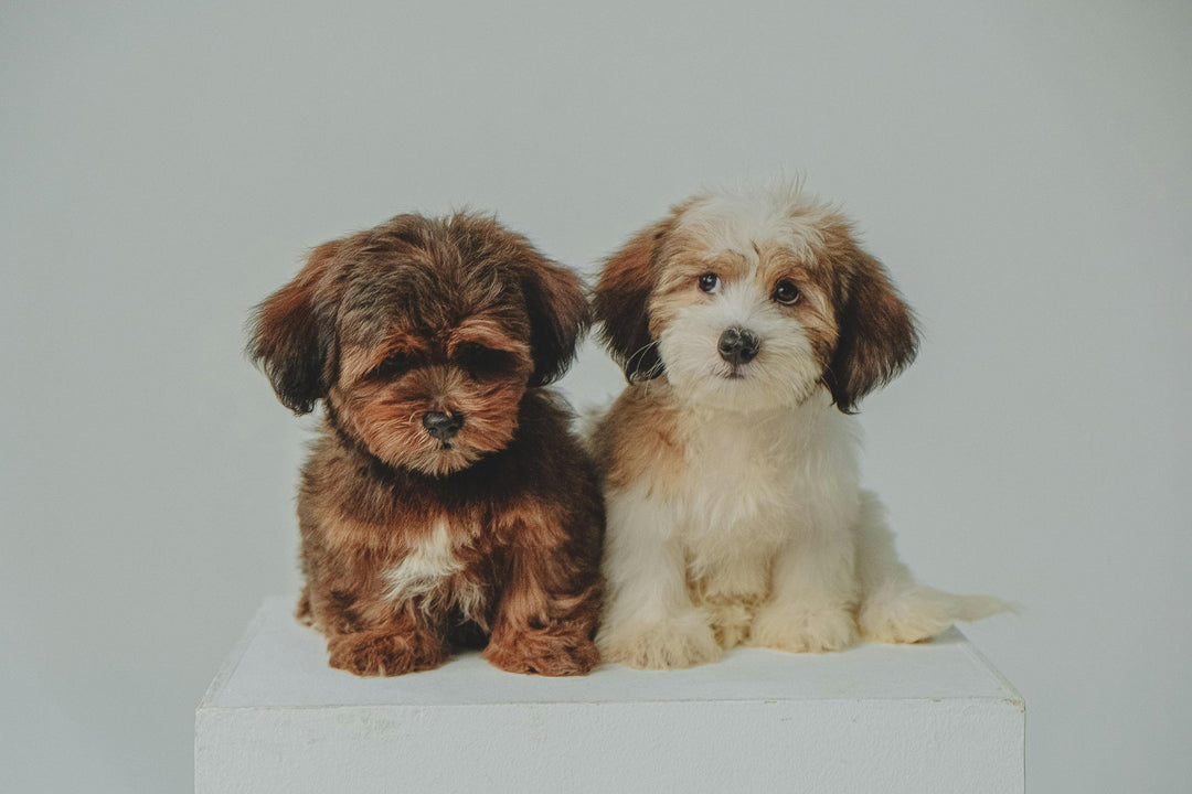 Puppy Grooming Montgomery Township NJ