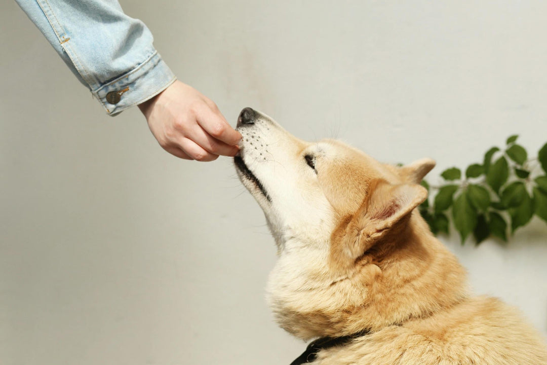 A golden dog happily receiving a single-ingredient treat from a hand at The Modern Canine – Dog Store & Grooming in Belle Mead, NJ.