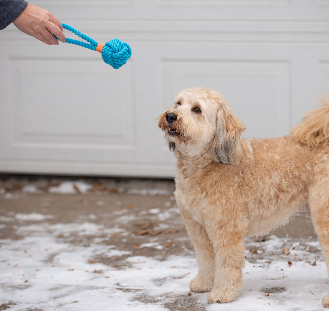 Dog Toy: Tug Rope with Handle Blue 3"