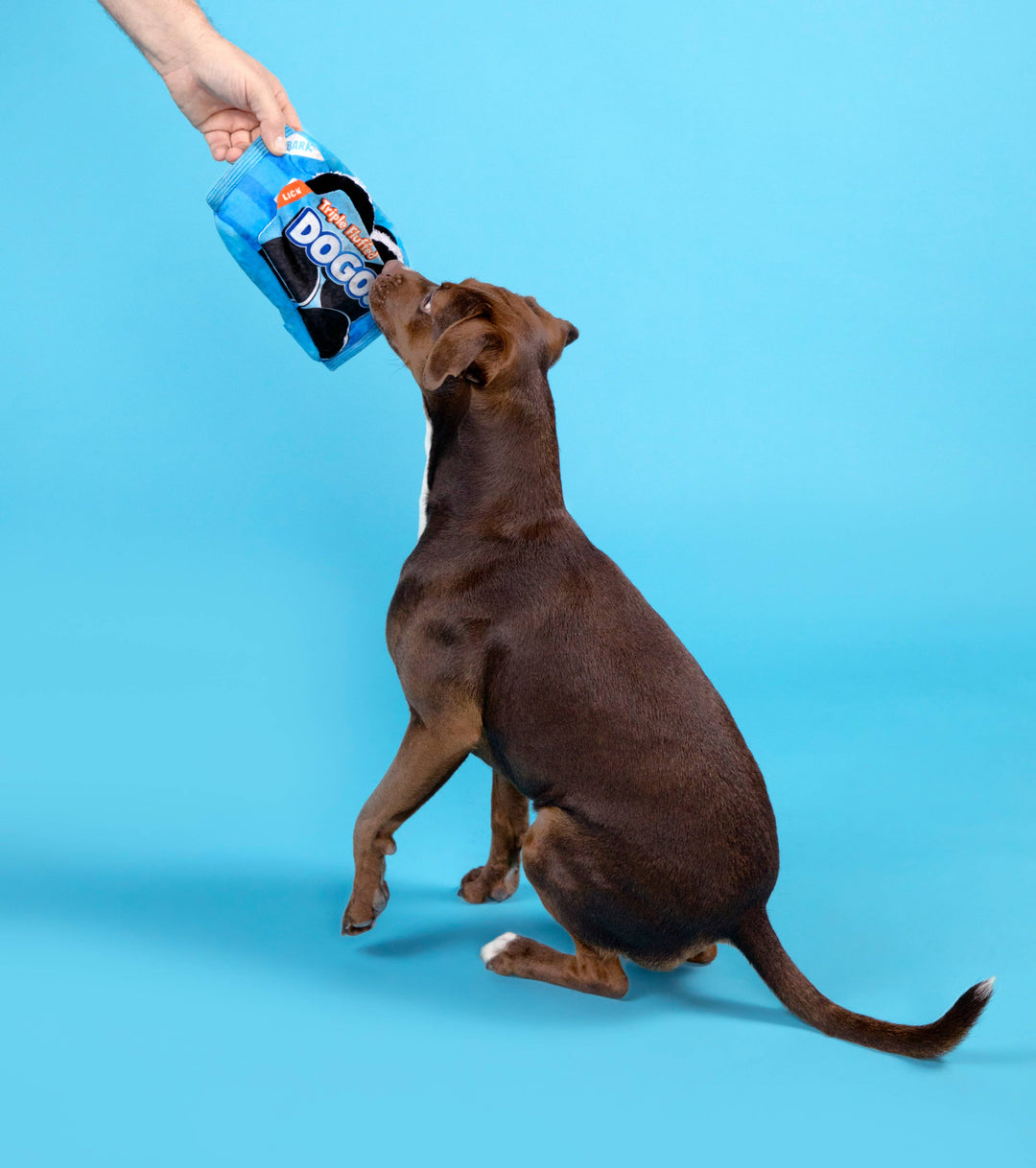 Dog Toy: BARK Dogo Dunkers 3pc
