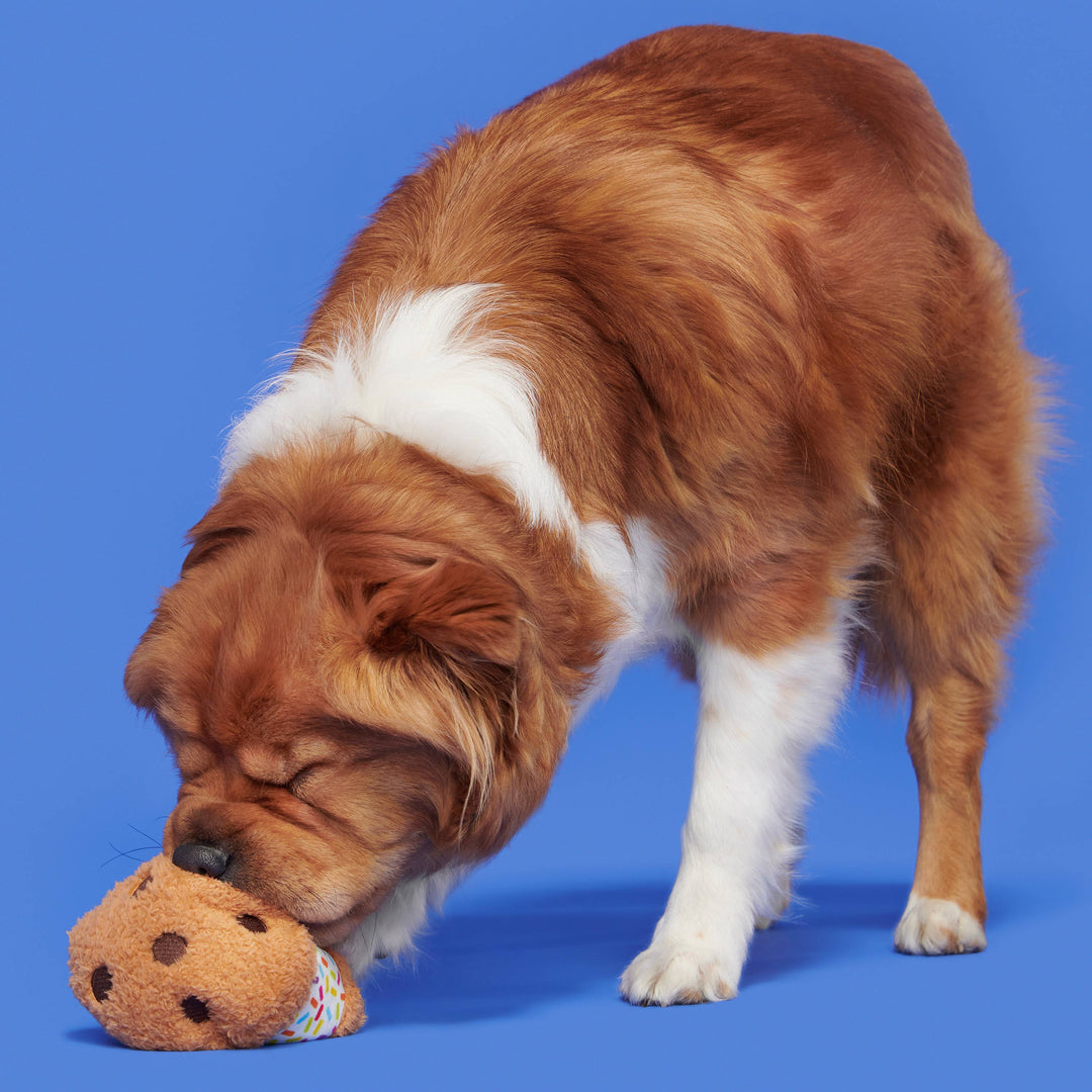 Dog Toy: BARK Funfetchi Sniffwich