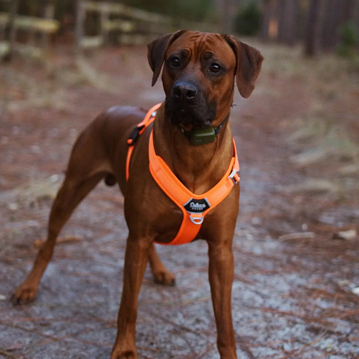 Outback Hound: Ultra Lite Comfort Harness - Hunter Orange