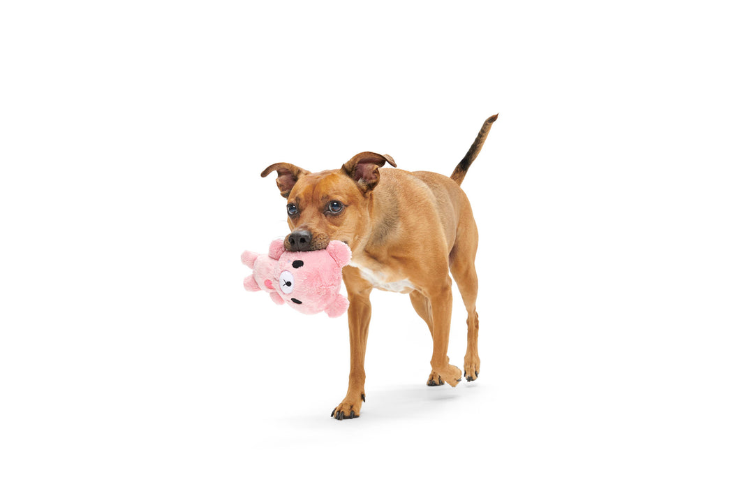 BARK - Valentine's Lover Bear Plush Dog Toy