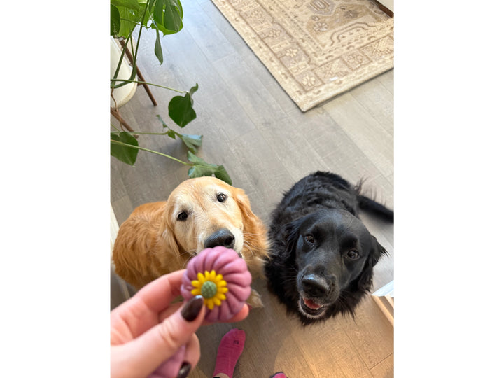 Gourmet Dog Truffles (Single)