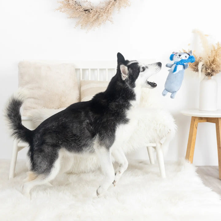 Dog Toy: Looking Cool Plush