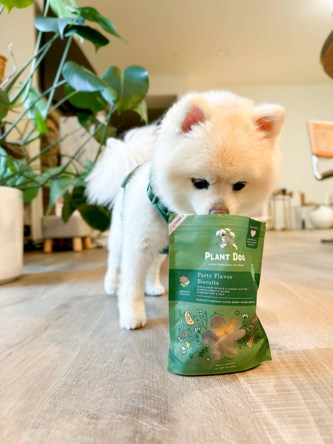 Plant Dog - Party Flavor Biscuit