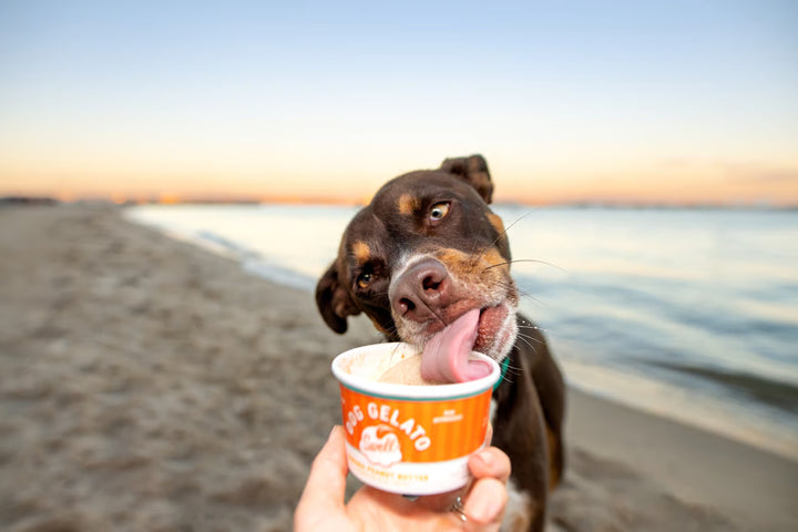 Swell Gelato for Dogs: Peanut Butter Banana 4.5oz
