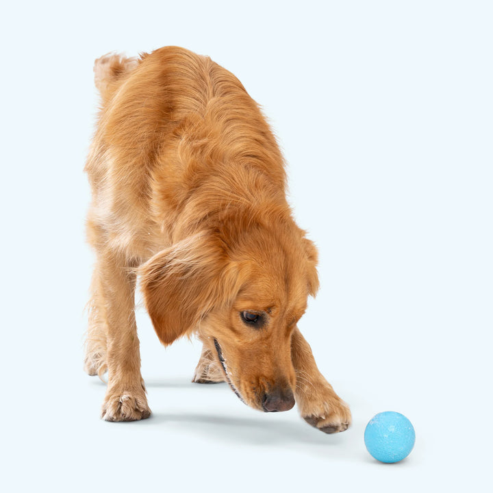Dog Toy: Boundr Balls 2-Pack