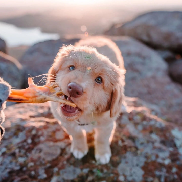 Chew Bar (Single): Chicken Feet