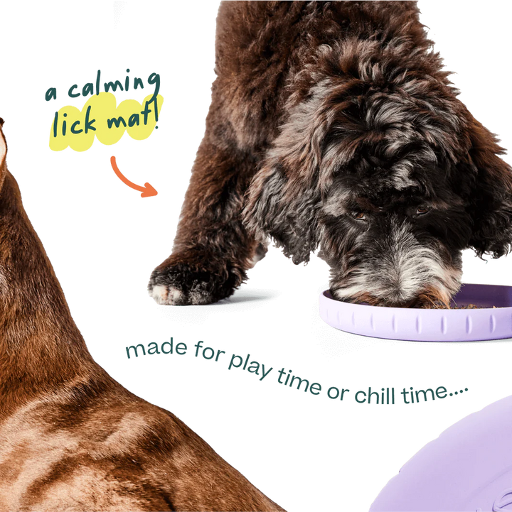 Dog Toy: Woof - Forager Fly n' Feed Frisbee Toy
