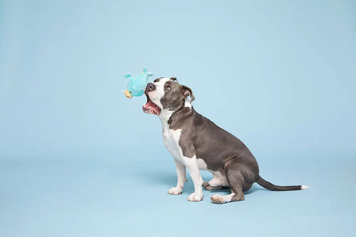 Dog Toy: BARK Wallace Walrus