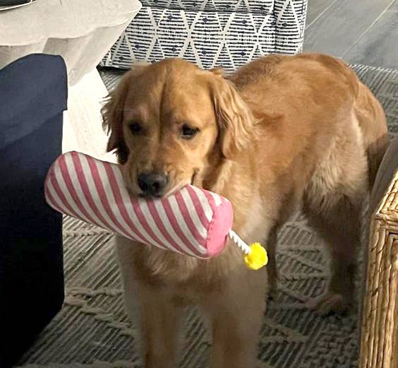 Birthday Candle Dog Toy - Pink