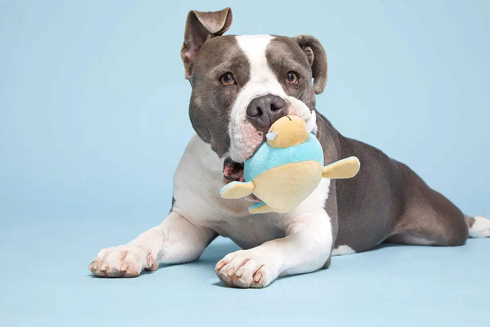 Dog Toy: BARK Wallace Walrus