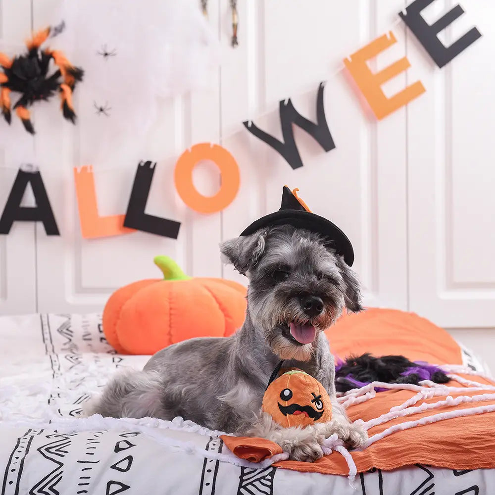 Dog Toy: Pumpkin Ball