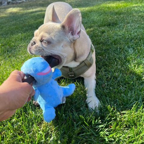 Territory - Blue Dino 2-in-1 Chew Bone Dog Toy