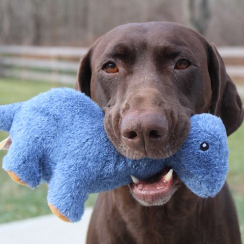 Territory - Brontosaurus Squeaker Dog Toy