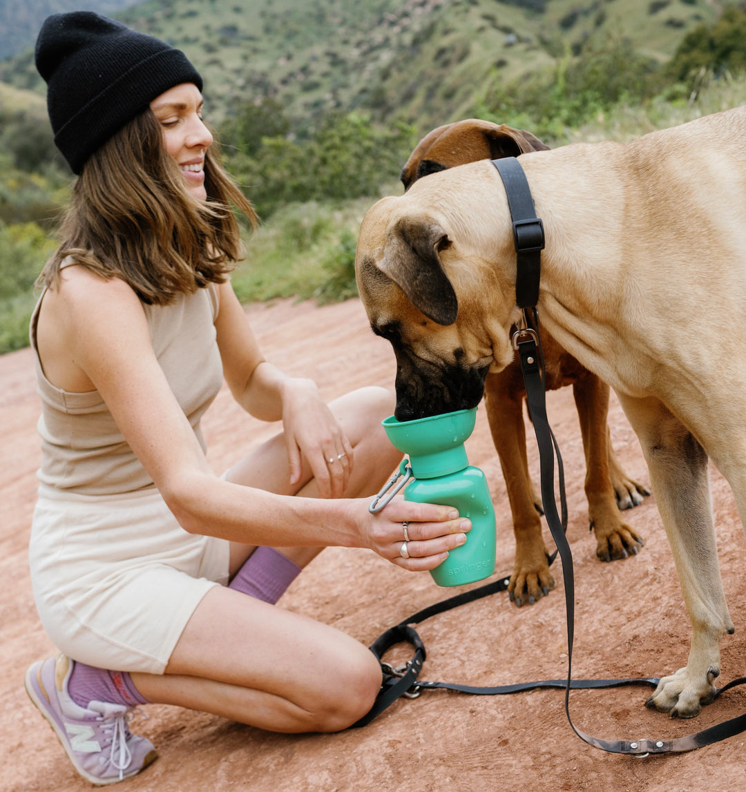 Springer - Flip Dog Travel Water Bottle