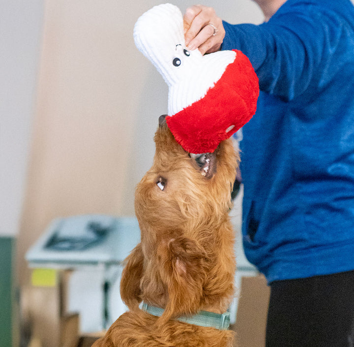 Dog Toy: Mushroom Plush 9"