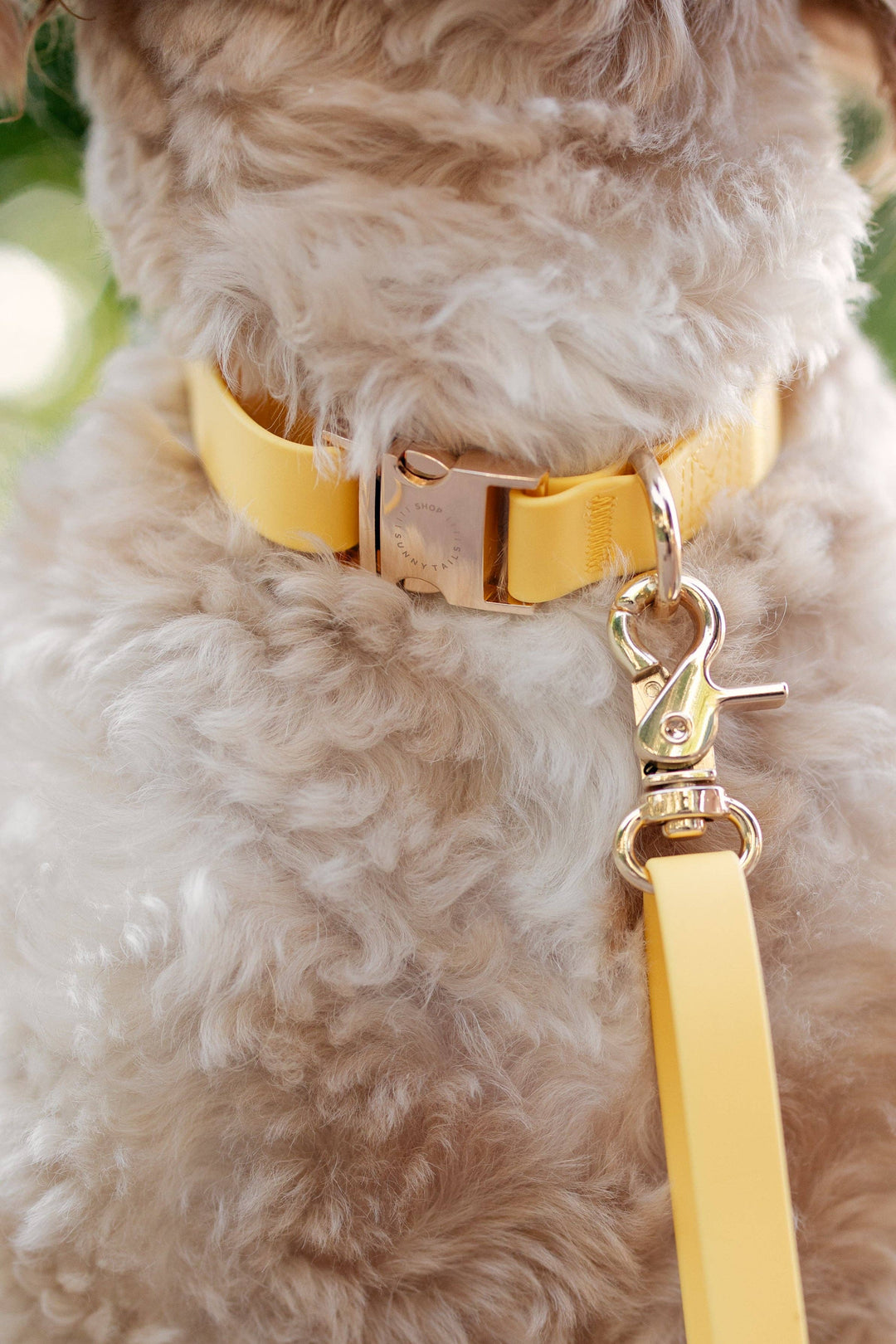 Shop Sunny Tails - Dandelion Yellow Waterproof Dog Collar