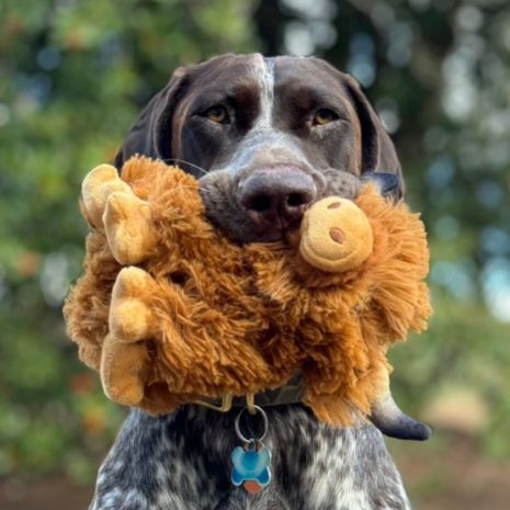 Tall Tails - Plush Highland Cow Dog Toy, 8-inch