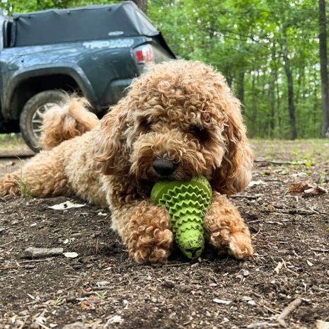 @palmertheadventuredoodle