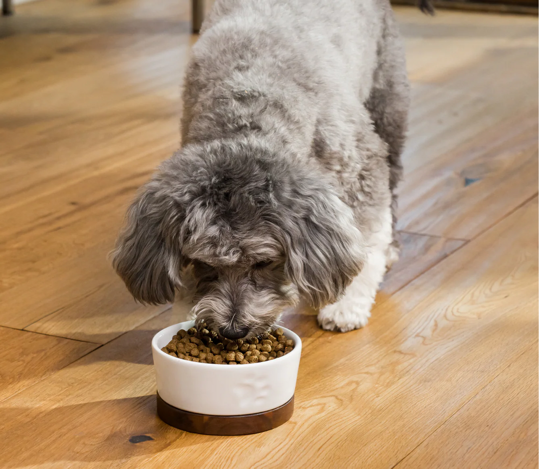 Open Farm - Salmon Skin & Coat Health Dog Food 4lb