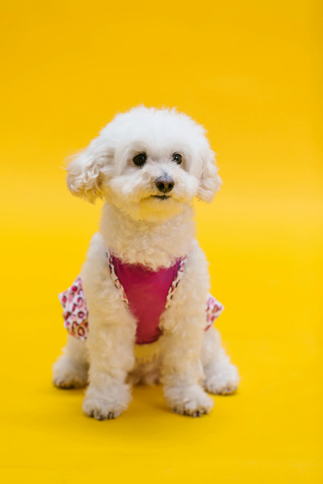 dog grooming in hillsborough new jersey
