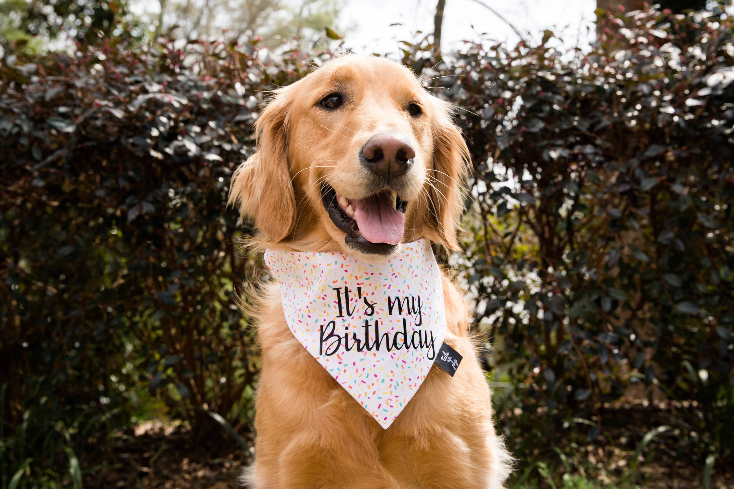 1st birthday dog bandana hotsell