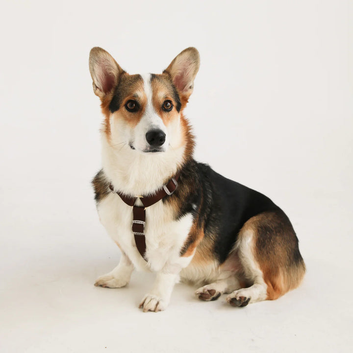 Furlou - Puppaccino - Dog Harness