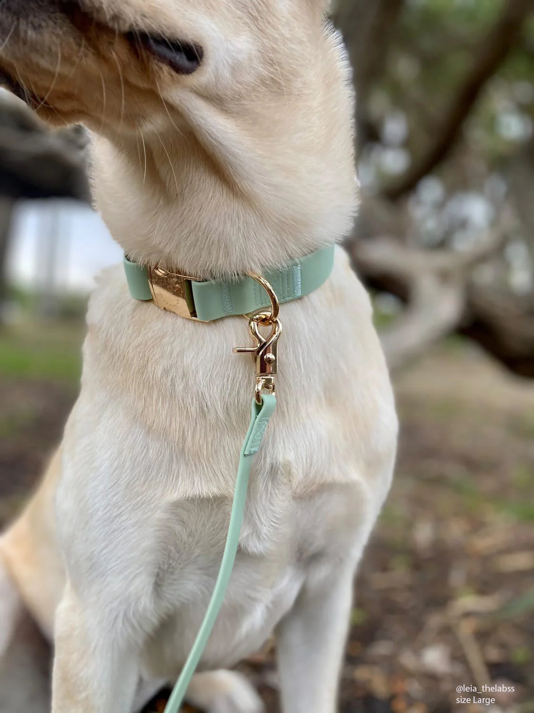 Shop Sunny Tails - Pistachio Green Waterproof Dog Collar