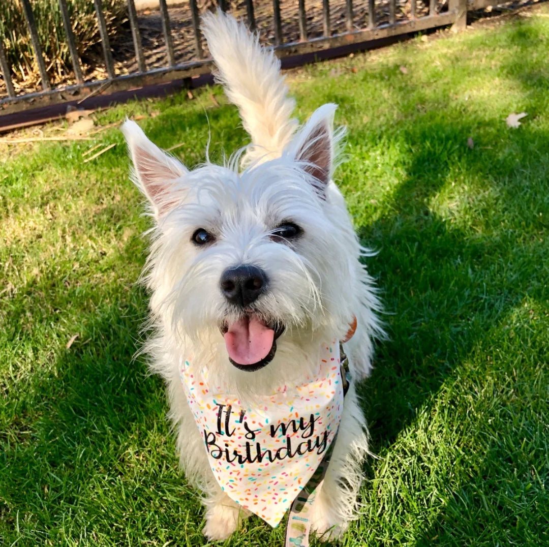 Tails Up Pup Birthday Dog Bandana The Modern Canine Dog Store Grooming